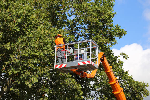 Best Commercial Tree Services  in Pepperdine University, CA